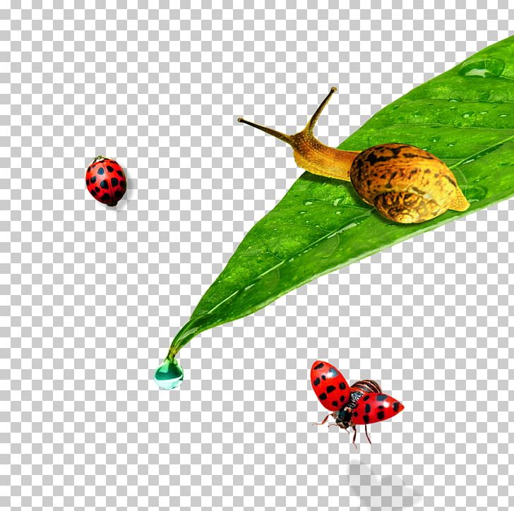 Ladybird Leaf Orthogastropoda PNG, Clipart, Animals, Autumn Leaves, Banana Leaves, Caracol, Dew Free PNG Download