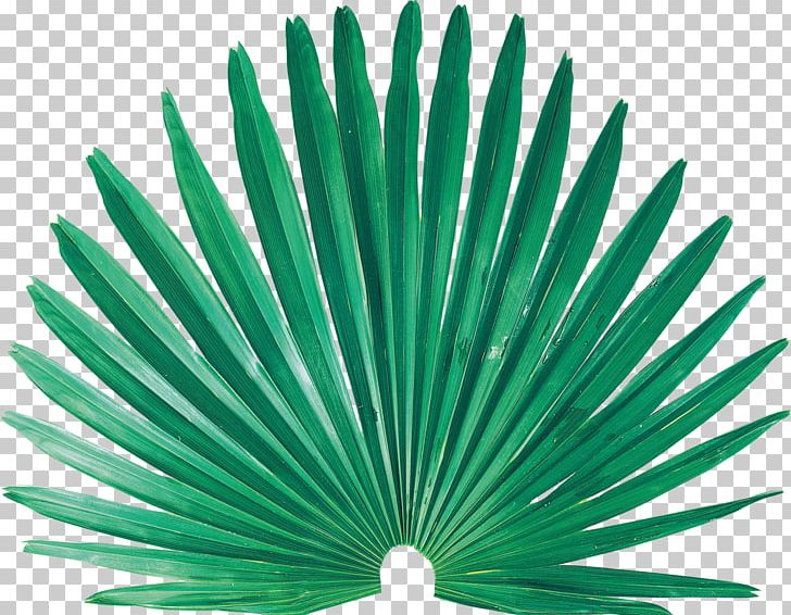 Leaf Nissan PNG, Clipart, Arecaceae, Arecales, Clip Art, Grass, Green Free PNG Download