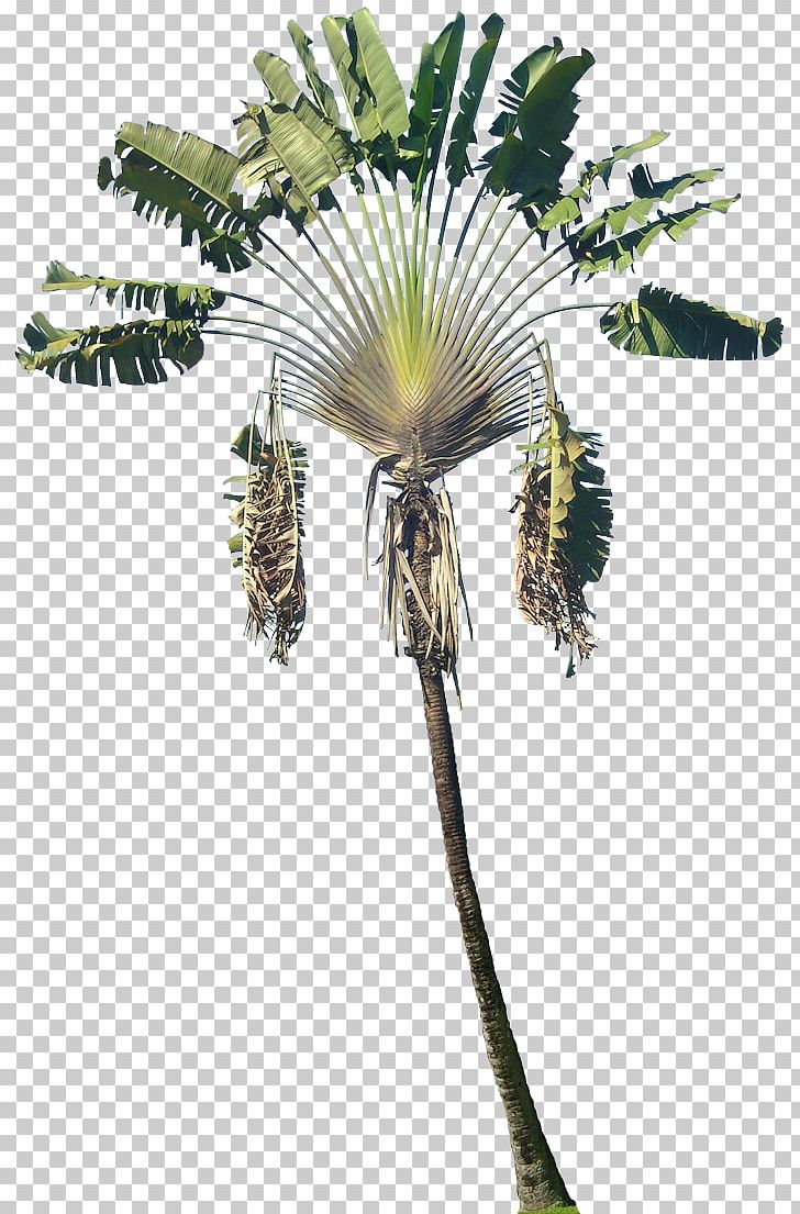 Arecaceae Plant Ravenala Madagascariensis Phanera Purpurea Tree PNG, Clipart, Arecaceae, Arecales, Asian Palmyra Palm, Bauhinia, Borassus Flabellifer Free PNG Download