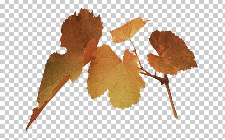 Leaf Green PNG, Clipart, Autumn, B G, Clip Art, Desktop Wallpaper, Download Free PNG Download