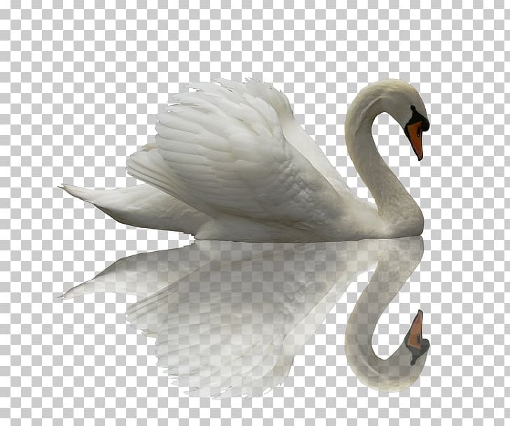 Black Swan Chinese Dragon Cygnini PNG, Clipart, Animals, Beak, Beautiful Girl, Beauty, Beauty Logo Free PNG Download