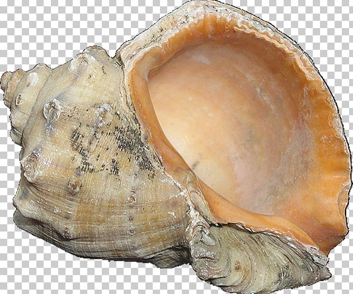 Clam Cockle Mussel Shankha Oyster PNG, Clipart, Animals, Artifact, Clam, Clams Oysters Mussels And Scallops, Cockle Free PNG Download