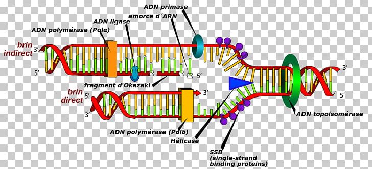 DNA Replication Cell DNA Polymerase DNA Synthesis PNG, Clipart, Biology, Brand, Cell, Cell Division, Diagram Free PNG Download
