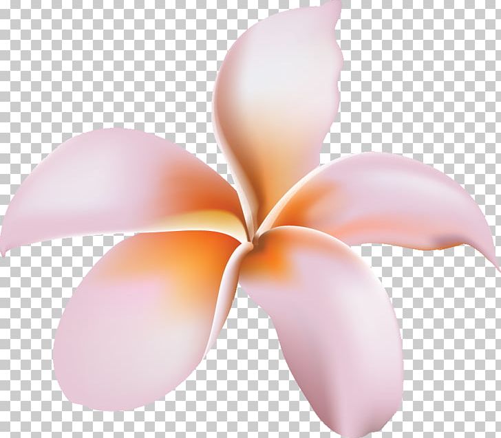 Flower Petal PNG, Clipart, Dahlia, Flower, Frangipani, French Hydrangea, Hula Free PNG Download