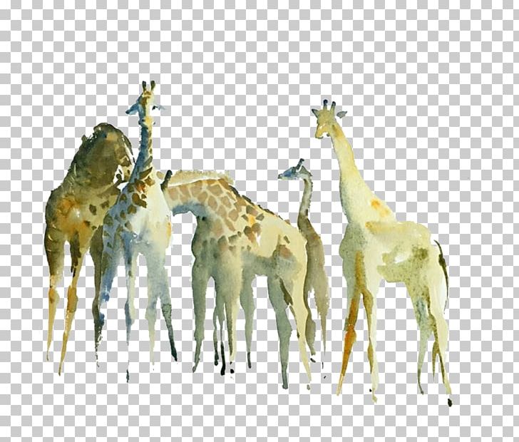Northern Giraffe Watercolor Painting Drawing PNG, Clipart, Animal, Animals, Cartoon, Encapsulated Postscript, Fauna Free PNG Download