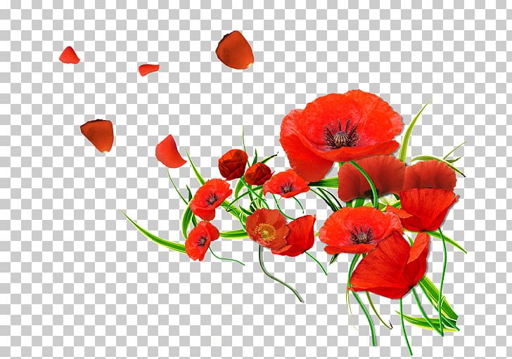 Flower Petal Common Poppy Red PNG, Clipart, Annual Plant, Bouquet, Clipart, Common Poppy, Coquelicot Free PNG Download