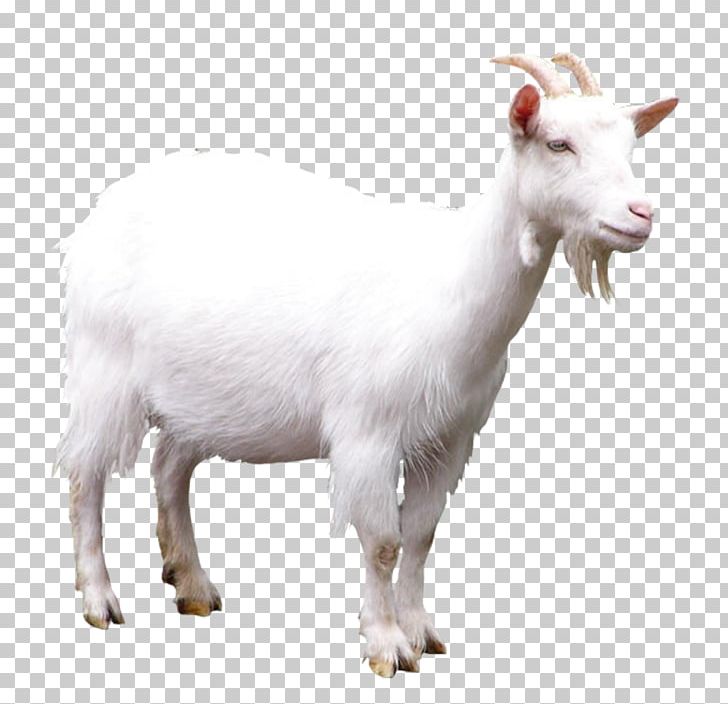 Goat Sheep PNG, Clipart, Animal, Aries Symbol, Cow Goat Family, Goats ...