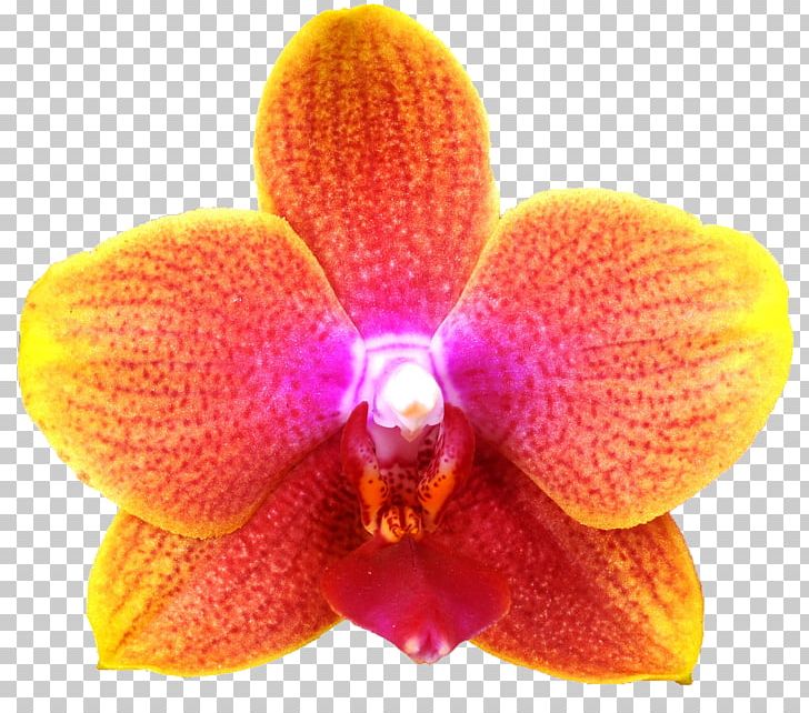 Moth Orchids Close-up PNG, Clipart, Closeup, Closeup, Flower, Flowering Plant, Moth Orchid Free PNG Download