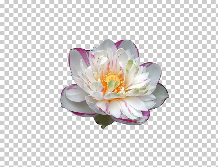 Nelumbo Nucifera Flower PNG, Clipart, Download, Elements, Flower, Flowering Plant, Iphone 6 Free PNG Download