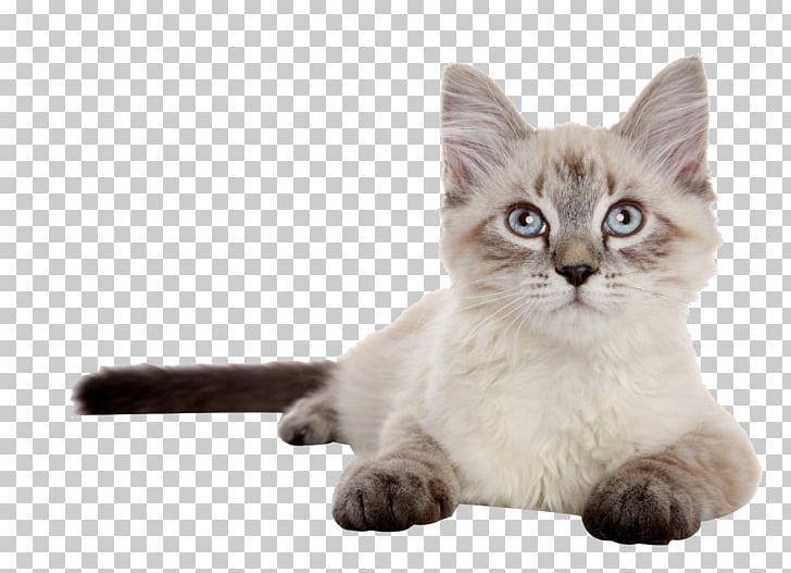 Siberian Cat Siamese Cat Kitten Dog Puppy PNG, Clipart, Animals, Ash, Black, Carnivoran, Cat Ear Free PNG Download