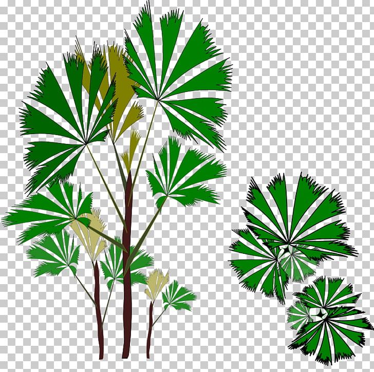 Asian Palmyra Palm Rhapis Excelsa Arecaceae PNG, Clipart, Arecaceae, Arecales, Art, Asian Palmyra Palm, Borassus Flabellifer Free PNG Download