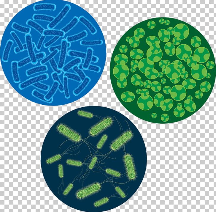 Bacteria Microscope Virus Cell Euclidean PNG, Clipart, Bacterial, Bacteriophage, Cartoon Bacteria, Cells, Circle Free PNG Download