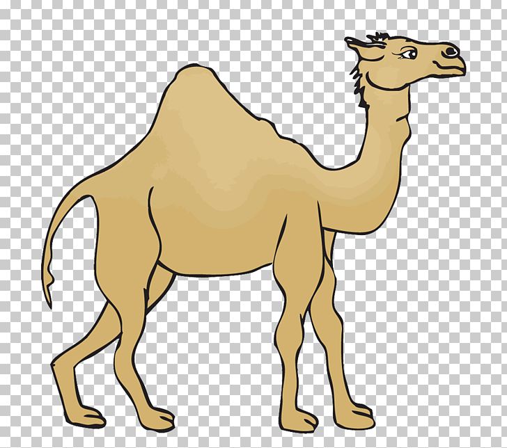 Dromedary Morocco Desert Euclidean PNG, Clipart, Animal, Animals, Arabian Camel, Arizona Desert, Camel Free PNG Download