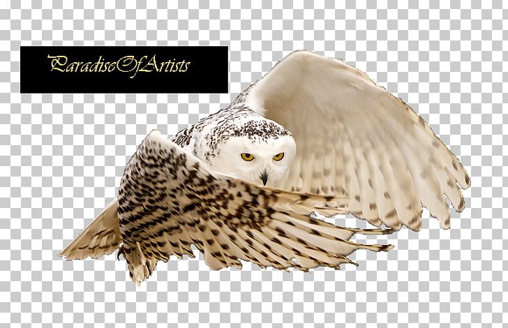 Little Owl Eurasian Eagle-owl PNG, Clipart, Animals, Beak, Bird, Bird Of Prey, Buho Free PNG Download
