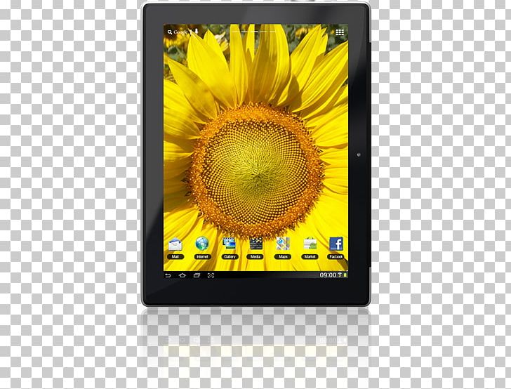 Stock Photography Sunflower M PNG, Clipart, Flower, Launching Soon, Photography, Stock Photography, Sunflower Free PNG Download