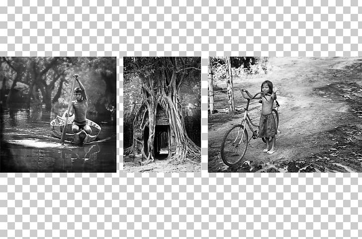 Stock Photography Tree White PNG, Clipart, Black And White, History, Monochrome, Monochrome Photography, Nature Free PNG Download