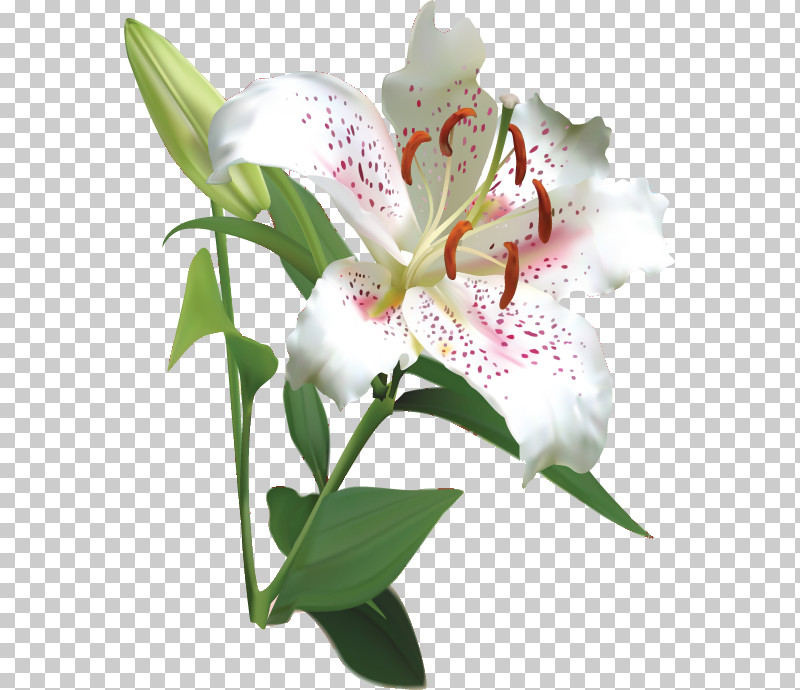 Lily Flower PNG, Clipart, Cattleya Orchids, Cut Flowers, Floral Design, Flower, Javascript Free PNG Download