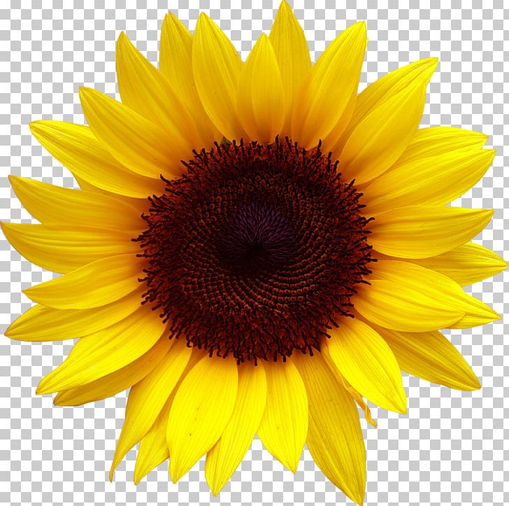 Common Sunflower Desktop PNG, Clipart, Asterales, Daisy Family, Desktop Wallpaper, Flower, Image File Formats Free PNG Download