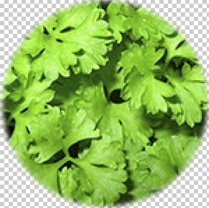 Parsley The Lion Organic Food Herb PNG, Clipart, Chives, Condiment, Coriander, Fines Herbes, Food Free PNG Download