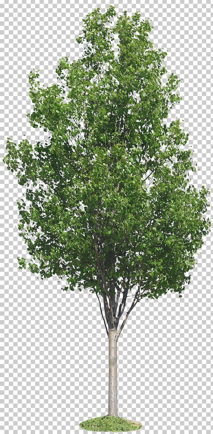 Tree PNG, Clipart, Agac Resimleri, Branch, Computer Icons, Download, Encapsulated Postscript Free PNG Download