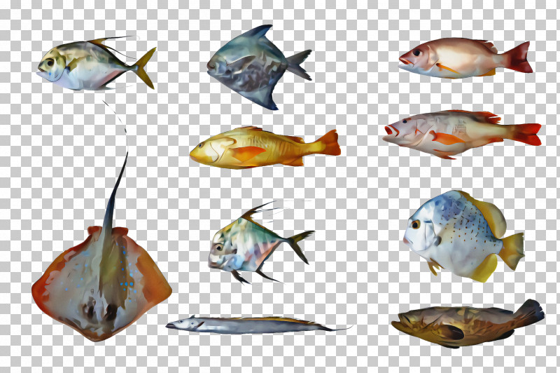 Fish Fish Bony-fish Pomacentridae PNG, Clipart, Bonyfish, Fish, Pomacentridae Free PNG Download