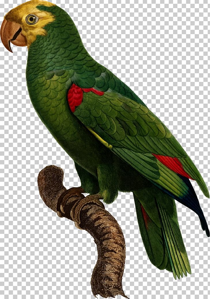 Bird Yellow-crowned Amazon Budgerigar Parrots Pet PNG, Clipart, Amazon Parrot, Animal, Animals, Beak, Bird Free PNG Download