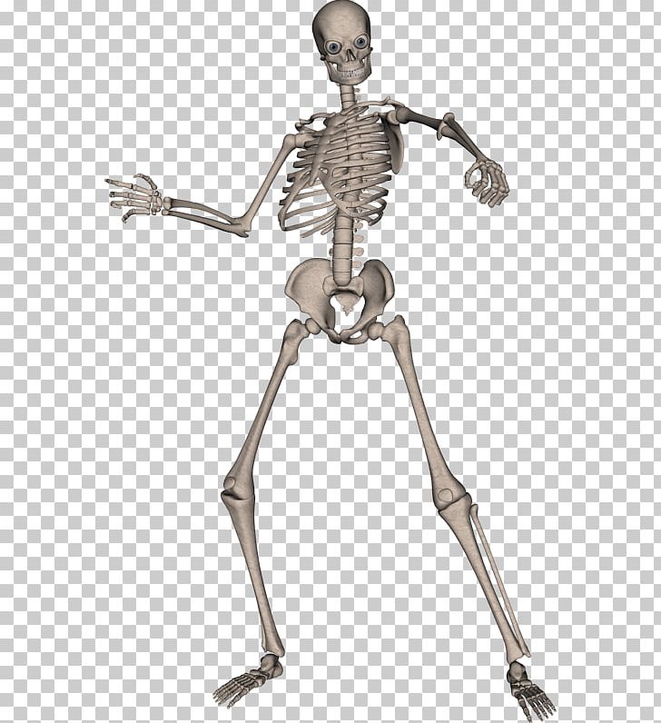 Human Skeleton Computer File PNG, Clipart, Arm, Beautiful, Beauty, Bone, Canonphotos Free PNG Download