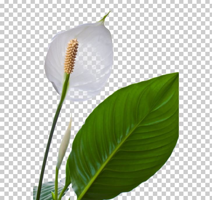 Leaf Plant Stem Flower PNG, Clipart, Flower, Flowers, Leaf, Plant, Plant Stem Free PNG Download