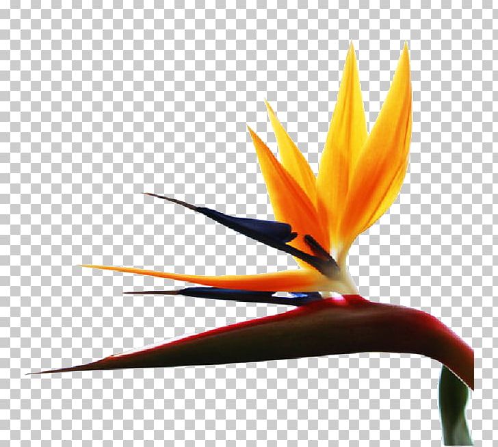 Flower Orange Petal PNG, Clipart, Color, Euclidean Vector, Flower, Flower Bouquet, Flower Pattern Free PNG Download