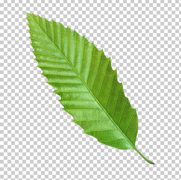 Leaf Euclidean Green Icon PNG, Clipart, Autumn Leaves, Banana Leaves, Blade, Branch, Cyan Free PNG Download