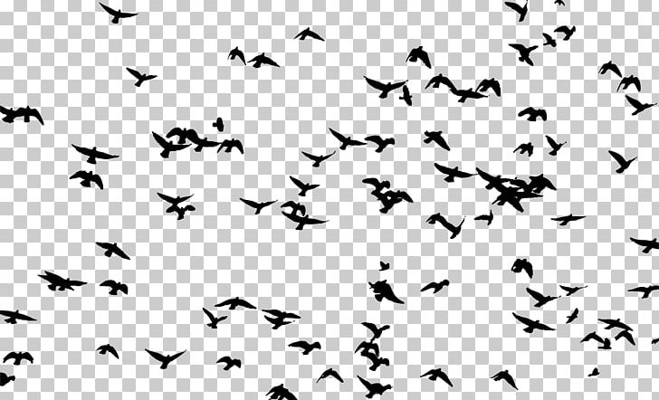 Bird Flock Silhouette PNG, Clipart, Animal Migration, Animals, Beak, Bird, Bird Flight Free PNG Download