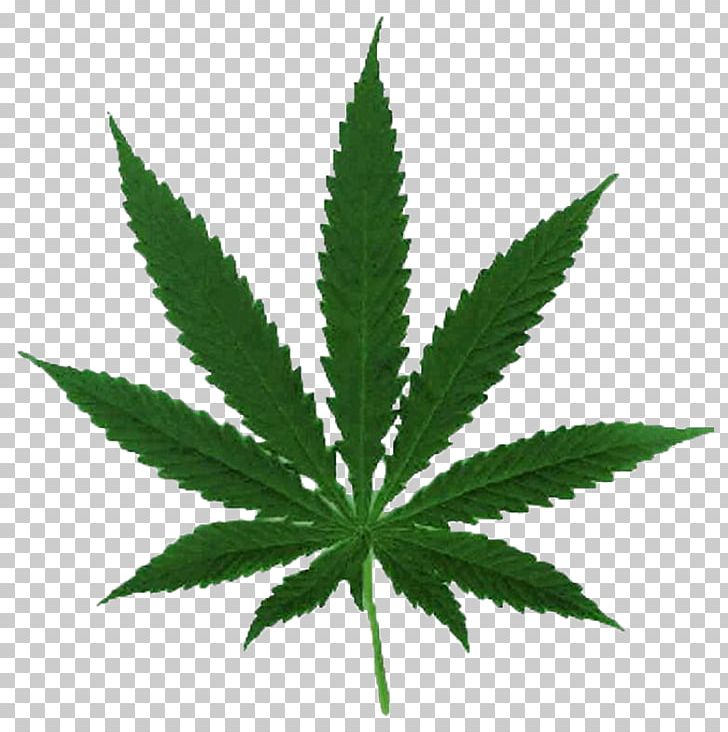 Cannabis Ruderalis Leaf Cannabis Cultivation Hemp PNG, Clipart, Cannabis, Cannabis Cultivation, Cannabis Ruderalis, Drug, Hash Oil Free PNG Download