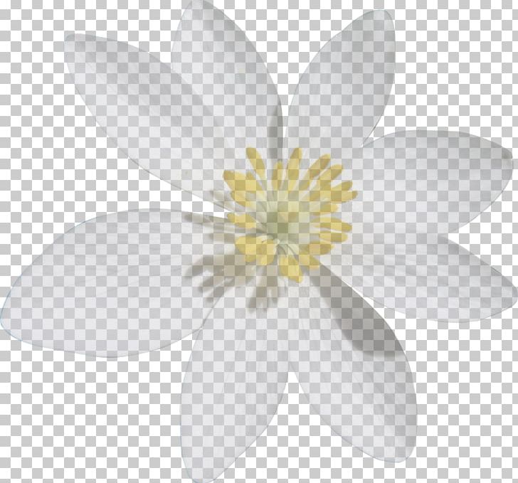 Petal White Flower PNG, Clipart, Common Daisy, Flower, Flower Flower, Flowering Plant, Nature Free PNG Download