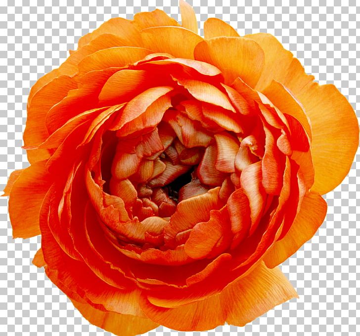 Subterranean Animism Flower PNG, Clipart, Closeup, Cut Flowers, Floribunda, Flower, Garden Roses Free PNG Download