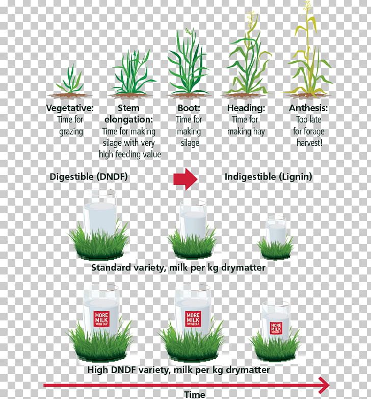 Flowerpot Grasses PNG, Clipart, Art, Brand, Flowerpot, Grass, Grasses Free PNG Download