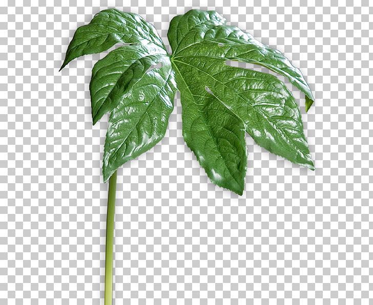 Leaf Herb PNG, Clipart, Echeveria, Herb, Ivy, Leaf, Plant Free PNG Download