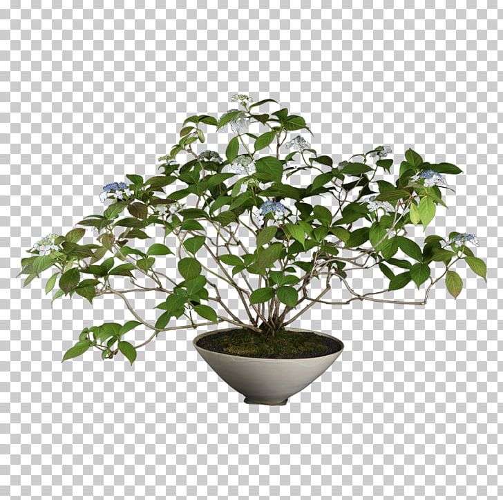 Chinese Sweet Plum Mangzhong 銀座 雨竹庵 Flowerpot Winter Solstice PNG, Clipart, Bonsai, Branch, Calendar, Flowerpot, Ginza Free PNG Download