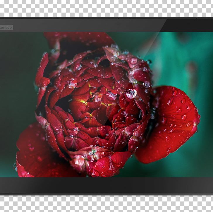 Flower Rose Desktop Petal PNG, Clipart, Closeup, Closeup, Desktop Wallpaper, Flower, Flower Bouquet Free PNG Download