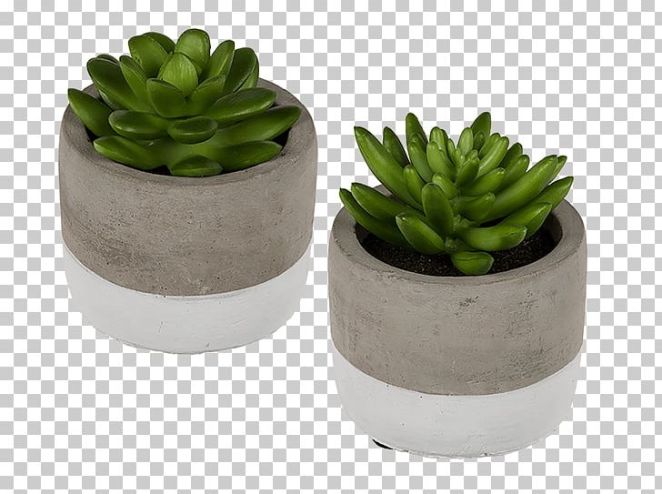 Flowerpot Succulent Plant Houseplant Ceramic Echeveria PNG, Clipart, Cement, Ceramic, Echeveria, Flowerpot, Grey Free PNG Download