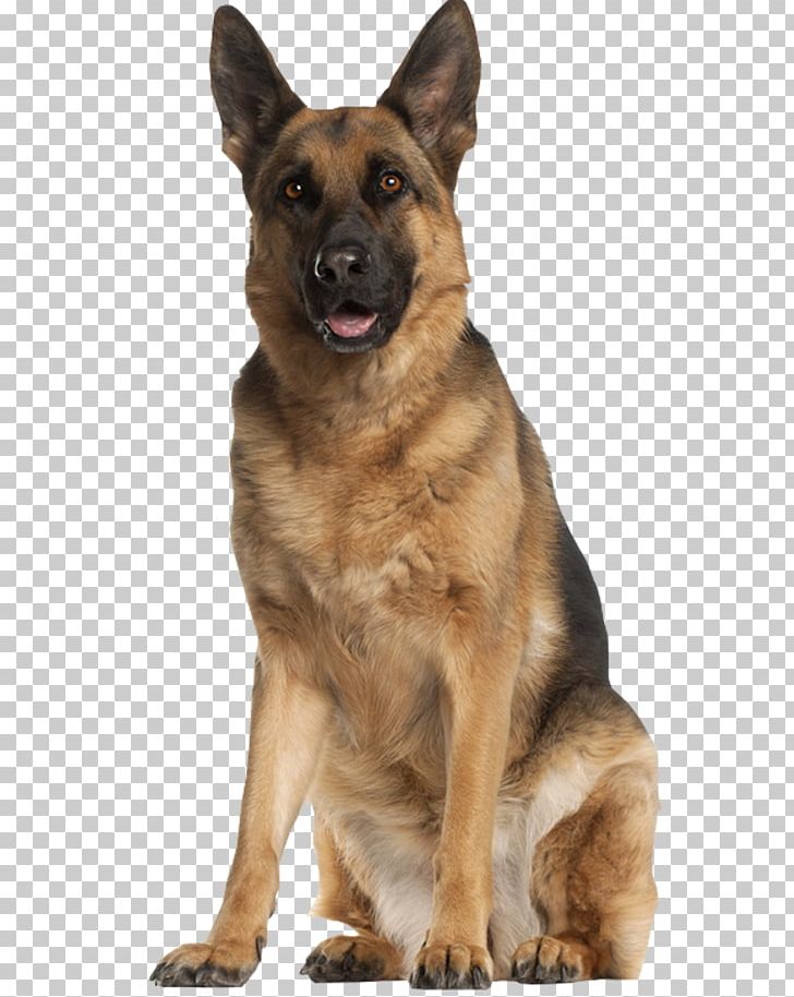 The German Shepherd White Shepherd Cavalier King Charles Spaniel English Cocker Spaniel PNG, Clipart, Animals, Belgian Shepherd Malinois, Breed, Carnivoran, Dog Free PNG Download