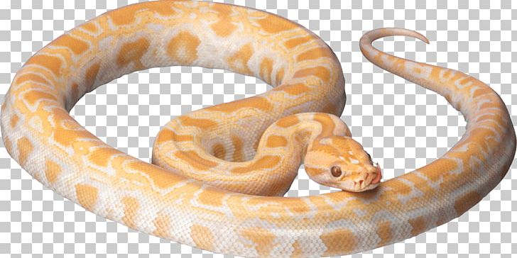 Corn Snake Ball Python Reptile PNG, Clipart, Animals, Ball Python, Boa Constrictor, Boas, Clipping Path Free PNG Download