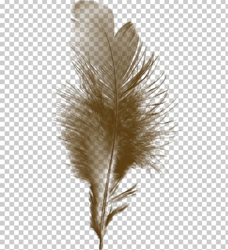 Feather Bird Paintbrush Quill PNG, Clipart, Bird, Black And White, Feather, Green, Hair Free PNG Download