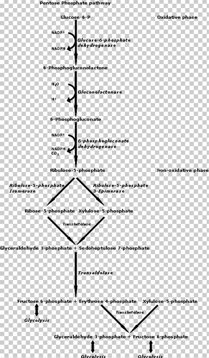 Pentose Phosphate Pathway Metabolic Pathway Hexose Metabolism PNG, Clipart, Angle, Area, Biochemistry, Black And White, Carbohydrate Free PNG Download