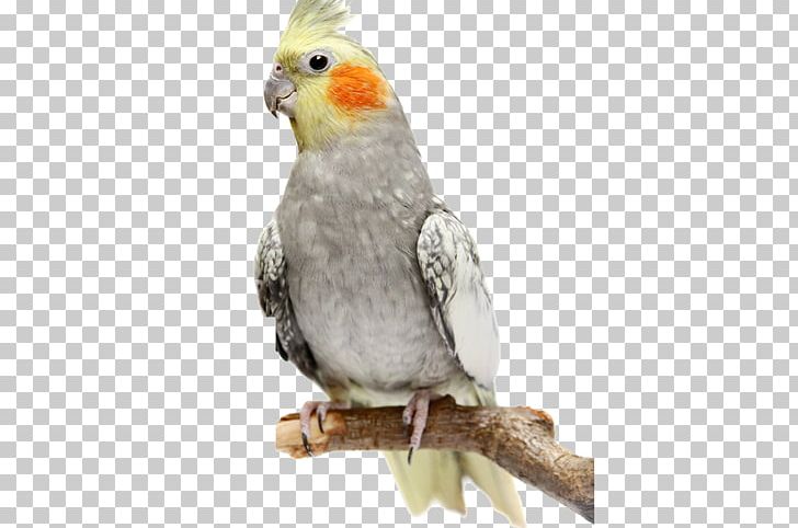 Cockatiel Parrot Budgerigar Bird Stock Photography PNG, Clipart, Animals, Beak, Cockatoo, Common Pet Parakeet, Fauna Free PNG Download