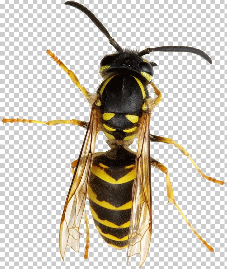 Hornet Bee True Wasps Nest PNG, Clipart, Arthropod, Bee, Depositphotos, Fly, Hornet Free PNG Download