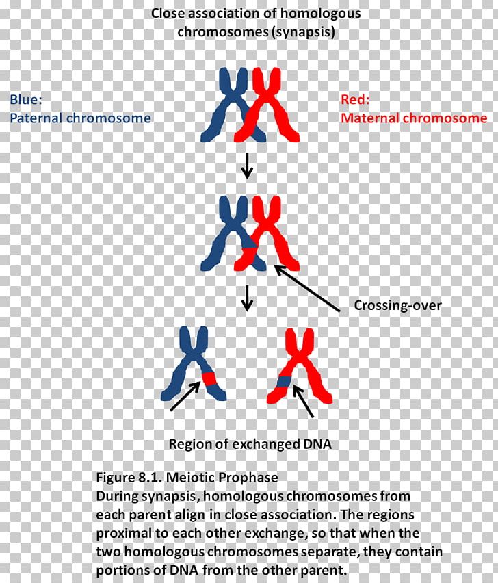 Synapsis Mitosis And Meiosis Chromosomal Crossover Bivalent PNG, Clipart, Anaphase, Angle, Area, Biology, Brand Free PNG Download