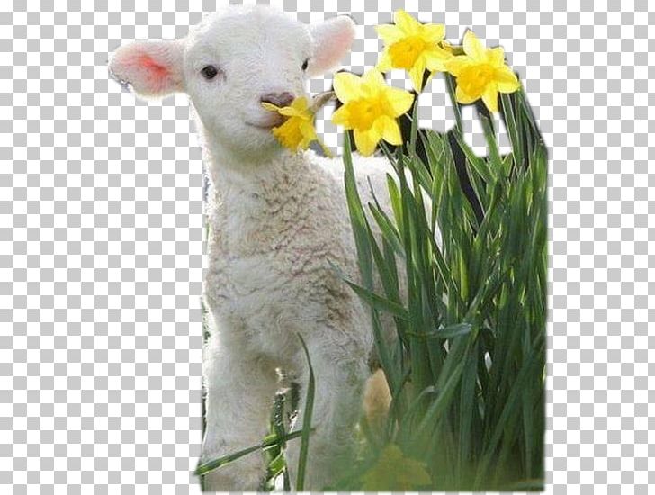 Flower Baby Animals Playing Easter Bunny Bird PNG, Clipart, Animal, Bird, Cow Goat Family, Cuteness, Easter Free PNG Download