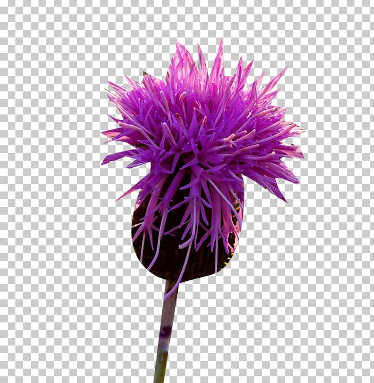 Milk Thistle PNG, Clipart, Bud, Cut Flowers, Encapsulated Postscript, Euclidean Vector, Flower Free PNG Download