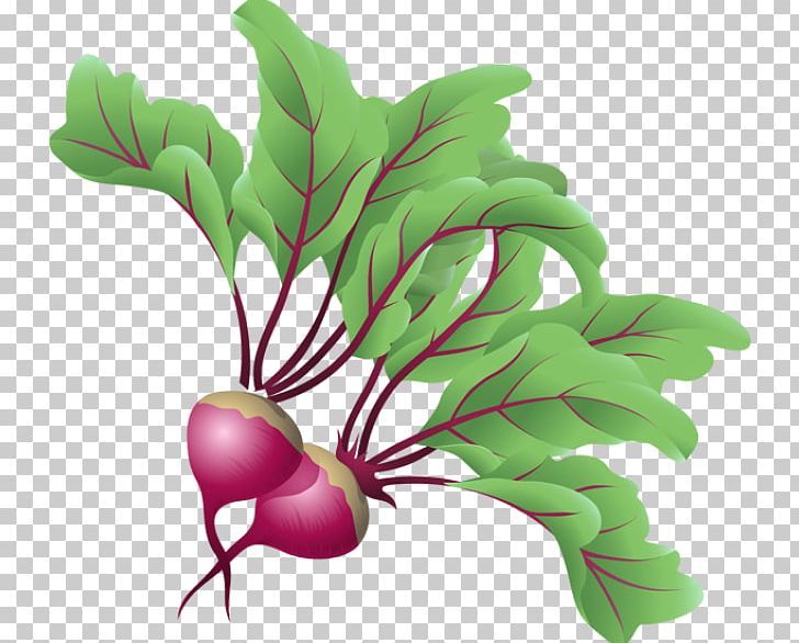 Sugar Beet Beetroot Vegetable PNG, Clipart, Beetroot, Beets, Branch, Clip Art, Common Beet Free PNG Download