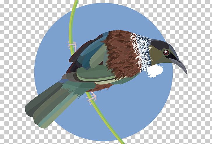 Beak Fauna Feather PNG, Clipart, Animals, Beak, Bird, Fauna, Feather Free PNG Download